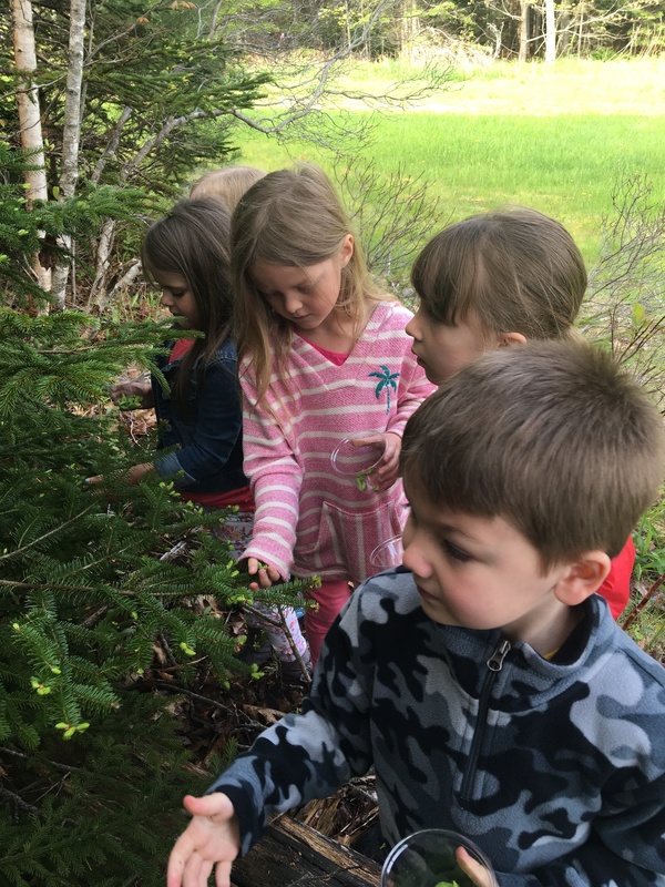 Kindergarten students looking at trees